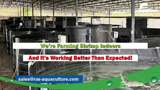 We’re farming shrimp indoors — and it’s working better than expected! 🦐💧 In this video, we give you a full overview of our indoor biofloc shrimp farming system, now running successfully after several months of operation. After a few harvests, we’ve just introduced a new batch of post-larvae (PL) into the nursery tank. Here’s what you’ll see in this update: ✅ Latest progress of the shrimp farm ✅ New PL batch in the nursery ✅ Our feed storage and shrimp feed management setup ✅ DIY tool area for