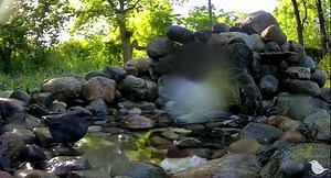 4.5K views · 293 reactions | A Gray Catbird demonstrates how the species got its name. The juvenile Starling fell for the clever mimicry  Catbirds are a species that you hear more often than you see them. They are very avid bathers, though, and by placing Birdsy next to her bird bath, @Ostdrossel was able to capture this funny scene. #birds #GrayCatbird #nature #wildlife #birdphotography | Birdsy | Facebook