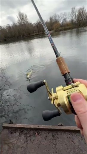 Fish Didn’t See This Coming 😱🐟 #shorts #youtubeshorts #fishhunting #fishcatch