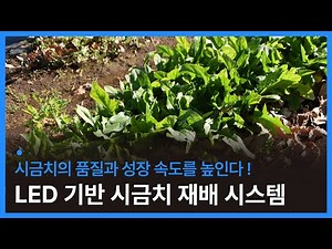 시금치의 품질과 성장 속도를 높이는 LED 기반 시금치 재배 시스템 개발 (시금치 농장, 시금치 스마트팜)