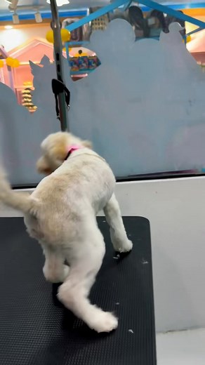  Treat your pets to a spa day they’ll love! Book your appointment now at Happy Tails Pet Supplies & Grooming Salon! Visit us at Happy Tails Pet Supplies & Grooming Salon-where every tail wags with joy✨ Purok Tumamin, Baranggay Kalawag 3, Isulan, Sultan Kudarat (near Hotel Hexandrea Isulan and MGM Isulan) 09661726588 #happytailspetsupplies #grooming #GroomingEssentials #groomingsalon | Happy Tails Pet Supplies & Grooming Salon | Facebook