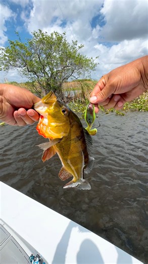 Will Worthington on Instagram: "The new 3.5-inch Big Eye Swamp Mutant Toad is no joke! 😮‍💨🔥 We were catching fish all day long! 🙌 The link to the Swamp Toad we’re using is in my bio! For the best action, make sure to use a high gear ratio of 7.3:1 or higher. The higher the gear ratio, the better the action on the toad! They come in a pack of five, and a 5/0 hook is included. I only have a limited quantity, so get yours before they sell out! #urbanfloridafishing #fishingvideos #swampmutanttoa