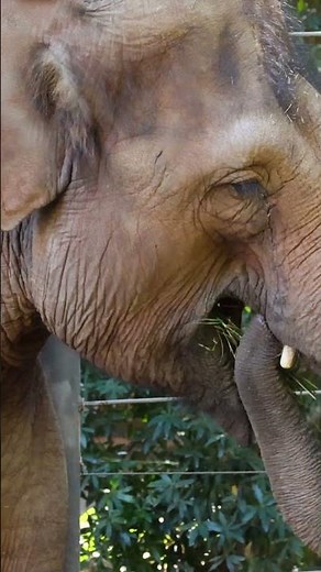 Why Do Elephants Have Trunks? Nature’s Genius Unfolded! # like #wildlife #animalfacts #animals