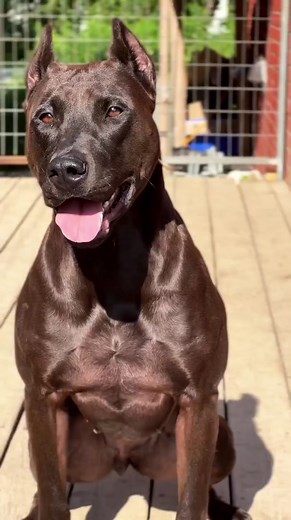 39K views · 1.2K reactions | Dog Breed ➡️ #BANDOG From @bestofbothworldsk9  #Usa . #Bestofbothworldsk9 #nofuckingaroundcrew #workingdogsofinstagramDog Breed ➡️ #BANDOG From @bestofbothworldsk9  #Usa . #Bestofbothworldsk9 #nofu*kingaroundcrew #workingdogsofinstagram #arispedigreeonline | Dogs In The World | Facebook