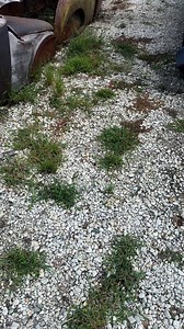 3.3K views · 5.9K reactions | Strolling through an old junk yard in Toccoa,Ga today. #Newbernsgarage #junkyard | David Newbern | Facebook