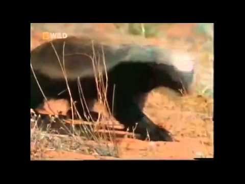 The Crazy Nastyass Honey Badger original narration by Randall