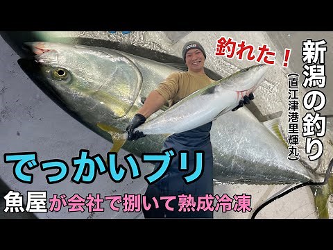 新潟で釣った【巨大ブリ】を魚屋が会社で熟成、豪快に捌いて急速冷凍！！（釣り方、捌き方）