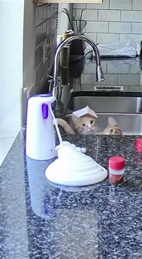 Cat vs automatic soap dispenser gone wrong
