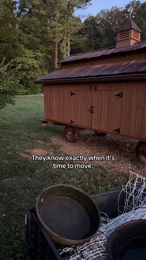 We move our chicken coop across the pasture — here’s why, and how we know they’re ready. 🐓🚜🌾 #movablecoop #chickencooplife #easthomestead #farmtok #backyardchickens | theermaneggstravaganza