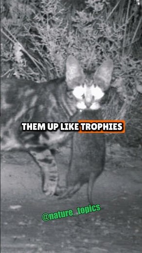 The Feral Cat Problem in Australia | Joe Rogan & Ben Lamm