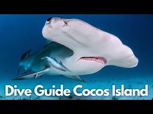 A Scuba Diver Guide To Scuba Diving Cocos Island