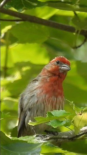 House Finch Calls #housefinch