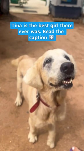 If you know Tina you know she’s made an impression all over the world. She was tied up on a short chain after a life of breeding puppies and left to die alone before we found her. But she turned her life around and became a beacon of hope to us all.Tina would never have wanted a thing in her life. She was a simple loving soul. Kindness, love and grace were her currencies. After putting a smile on all our faces for the 6 months she lived before passing yesterday I wanted to do something to honor 