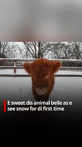Heartwarming footage show one Scottish Highland calf wey see snow for di first time for Nashville, US, earlier dis month. Di calf, wey dem dey call Hamish, bin arrive from one farm in di state of Georgia for January. Di zoo say na from bottle dem dey take feed am as im mama bin struggle to feed am. | BBC News Pidgin