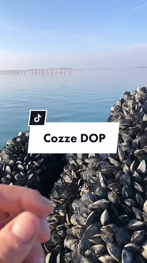 BujuLeinad su TikTok