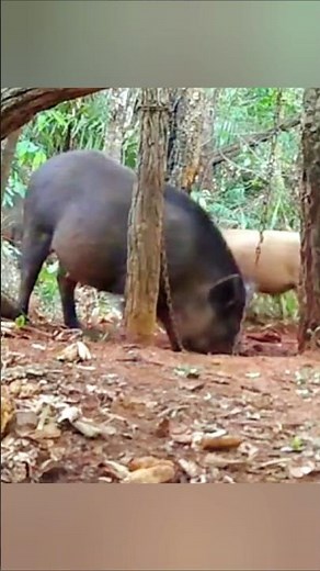 Wild Big Boar Hunting | Perfect Shot Professional Hunting Skills in Action #biggamehunting #bowhunt