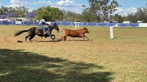 The Novice campdraft got underway straight after the Res Open at Chinchilla. Part of Rd1 will be run today, the remainder first thing tomorrow morning. 5 Select Sires Stallions are competing. Halls According & Ben Hall were first and a 90 (22 64 4) sees them currently in equal 2nd place, just 2 points off the lead & safely through to the Saturday's Round 2. At Condamine they missed the final by just one point. 👉 www.hallsaccording.com.au Ben & Jaye Hall, Chinchilla Campdraft | Select Sires