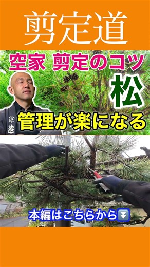 Make Maintenance Easy!! Essential Tips for Pine Trees Neglected for Years #PruningTechniques #Pin...