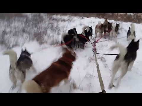 Letting the dogs lead their own excursion