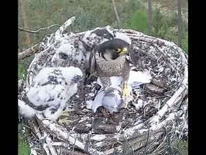 falcon nest| falcon eaten pigeon alive | eaten alive prey| animals #falcon #nest #pigeon #shorts
