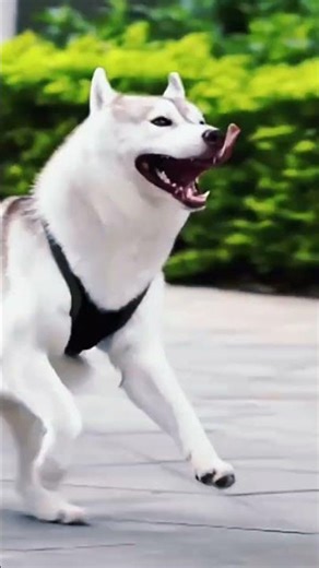 Heavy-Duty Dog Harness for Sledding | Perfect Fit for All Breeds