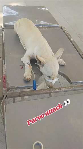 Understanding Parvovirus in Dogs: Causes and Recovery