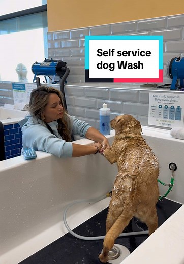 Rescuing Lilly: A Heartwarming Dog Adoption Story