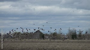 A flock of wild Geese taking off from field in the sky close-up - shoot travel zoom lens. Free flight bird flocks of migrating geese. Migratory birds stayed. Barnacle goose and white-fronted goose.