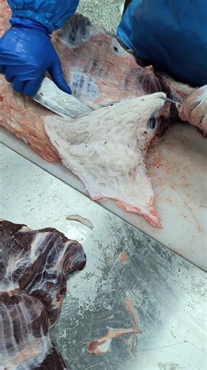 Trim the fat from the beef. #slicemeat #cuttingmeat #beef #fblifestyle #remove #meat #recipes | Meat Tongue Tonight