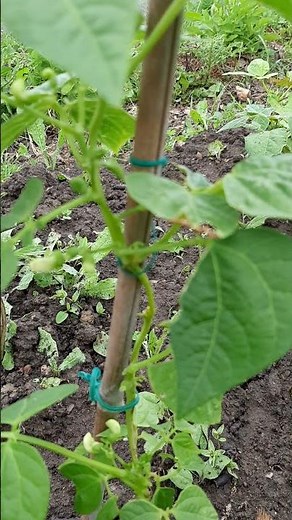 Butter Beans (Lima Beans) - Growing in the UK 2021 - Update