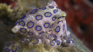 The Deadly Beauty of Australia’s Blue Seas