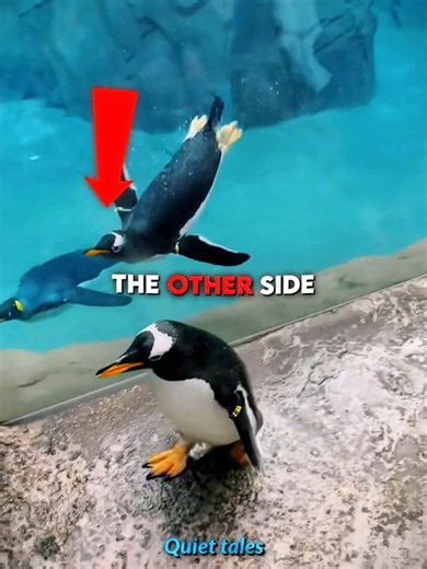 Lost Penguin's Emotional Reunion! 🐧❤️#shorts