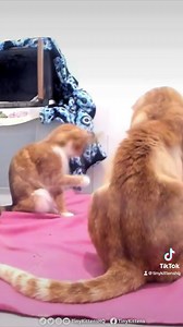 108K views · 16K reactions | This love between two feral cats is just...