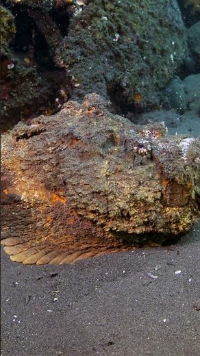 Beware the Deadly Stonefish!