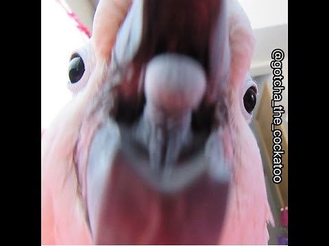 A conversation with Gotcha the Cockatoo *subtitles included*