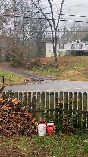 Turkeys out paradeing in front of my house again this morning don’t they know thanks giving is just days away ballground ga lol | Johnny Brady