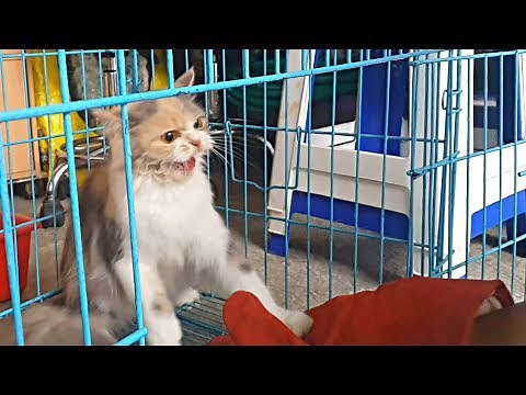 Very very Angry cat attacks !! HISS AND GROWL