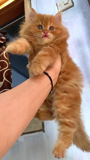 Kuki Acumalaka - Aki-Aki Kucing Lucu Republic of Cat