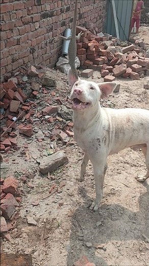 Brave Dog Ready to Fight Snake | Fearless Dog vs Snake