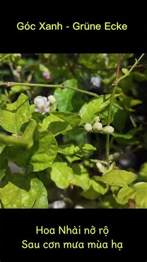 🌸Hoa Nhài nở trắng một góc vườn l cuộc sống ở Đức