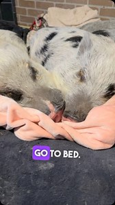 2K views · 348 reactions | This is what pig families are truly like. They love their family. And we see it everyday since we rescued Pumpkin and Charlotte together 8 years ago. #mothersanddaughters #pigfamilies #pig #pigs #lifewithpigs #charlottethepig #pumpkinthepiggy | Life With Pigs | Facebook