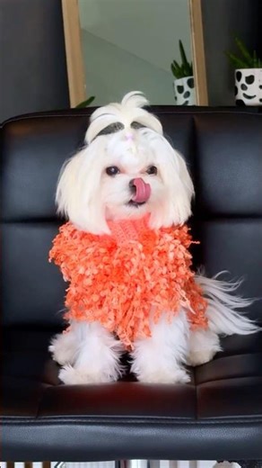 🧶+🧚GOAT COAT #knitting #knittingforpets #puppylove #puppy #dog #maltese 2511-04PTA