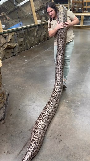 The Reptile Zoo on Instagram: "Taking this big beautiful Granite Burmese Python to do some education and thought she is way to amazing not to share with all of you 😍 • • #big #beautiful #burmesepython #reelsinstagram #amazing #snake #video #reels #insta #animal #natural #beauty #winner #love #animals"