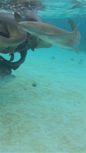 Caye Caulker swimming with sharks. #travel #shark