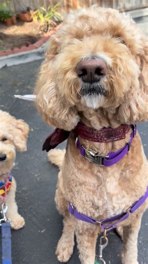 Halloween Pack | Pup Adventures by Suzanne