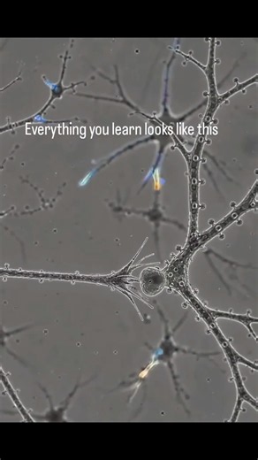 The Tiny Connections That Make Your Brain Learn 🧠