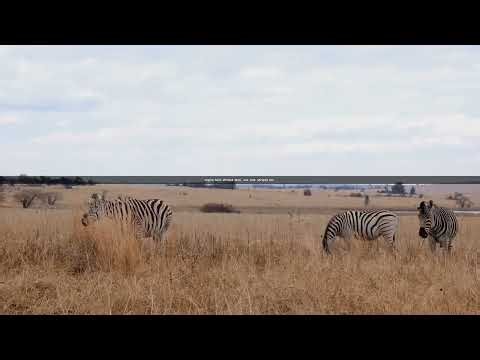 "The Secret Life of Tiger Stripes: Nature's Masterpiece"