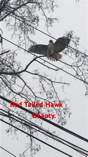 Majestic Red-Tailed Hawk Braving the Storm 🌧️ | Incredible Wildlife in the Rain