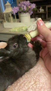 282K views · 25K reactions | Day 54 - First I drink de milk then I take de nap ❤️ See comments to see me napping  #dailydoseofhoppiness #breakfasttime #rabbits #bunnies #rescuerabbits #rabbitrescue #friendsofunwantedrabbits #bunniesofinstagram #rabbitsofinstagram #bunniesofinsta #rabbitsofinsta #bunnylovers #repost #rabbitlovers #babyanimals #babybunny #tuesdayvibes | Friends of Unwanted Rabbits | Facebook