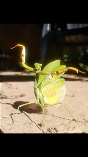 Praying Mantis Kung Fu Moves